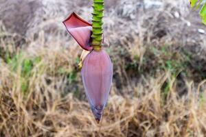 Banana blossom growth in tropical environment nature scene close-up view for awareness photo