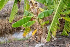 Banana tree growth in rural landscape tropical environment nature close-up view photo