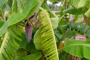 Banana plant with flowering bunch tropical garden nature lush environment close-up view growth cycle photo