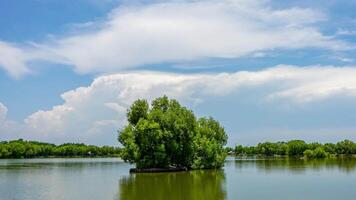 Time Lape clouds move at dawn, the sky is clear. The big tree in the middle of the well. video