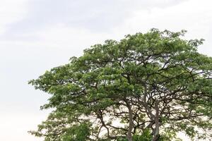 Nature scene majestic tree against clear sky outdoor tranquil setting close-up view photo