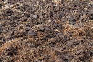 Ground-level view of sustainable agricultural practices for soil management in rural environments photo