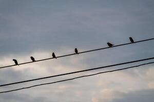 Birds perched power lines urban setting nature evening sky silhouette concept photo