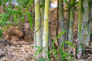 Bamboo growth in natural habitat forest setting botanical close-up tranquil environment photo