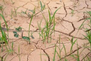 Close-up drought's effect grass in dry environments nature and environmental awareness photo