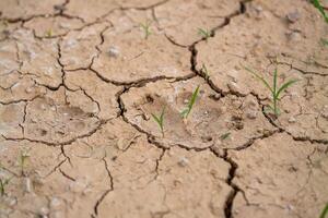 Drought's impact grass growth close-up of parched land and sustainability challenges photo
