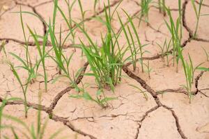 Resilient green shoots amidst cracked earth nature scene close-up view hopeful growth photo