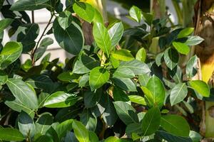 Lush green leaves garden setting nature vibrant environment close-up viewpoint photo