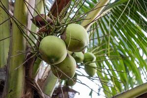 Harvesting green coconuts tropical landscape nature outdoor setting close-up view photo