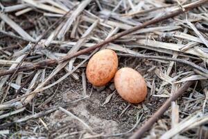Nest eggs discovered the ground in a natural habitat close-up outdoor setting photo