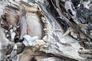 Wood texture close-up nature scene rustic environment macro view organic detail photo