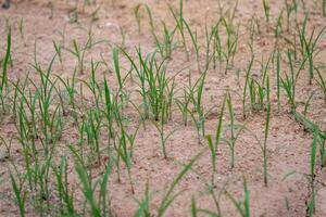 Emerging grass growth dry soil nature open field close-up resilience concept photo