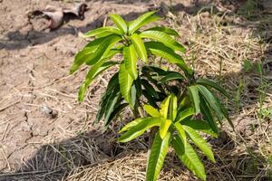 Planting new life young mango sapling in rural field nature sunny environment close-up view photo