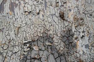 Nature's textured canvas close-up of peeling bark forest environment macro photo