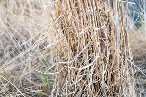Harvesting dry grass rural field nature open environment close-up view seasonal change photo
