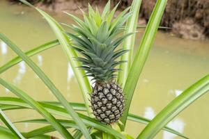 Pineapple harvesting action tropical plantation nature wet environment close-up view fresh produce concept photo