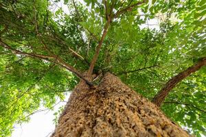 Tree growth and canopy view forest nature lush environment upward perspective photo