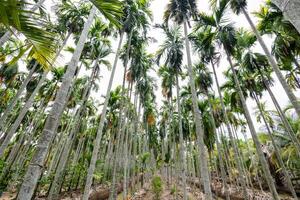 Lush palm trees towering overhead tropical landscape nature vibrant environment ground-level view photo