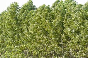 Eucalyptus tree growth forested area nature lush environment close-up view biodiversity concept photo
