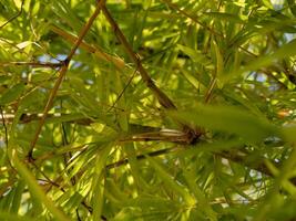 Exploring lush green bamboo forest nature close-up vibrant environment serene viewpoint photo