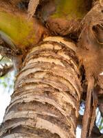 Exploring tree trunk textures tropical forest nature close-up view organic patterns photo