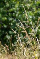 A field of tall grass with a few trees in the background photo