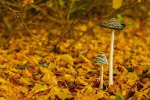 Two mushrooms are standing on a pile of yellow leaves photo