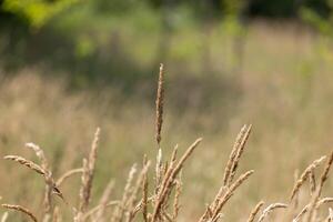 Closeup of Wild Grass in Field photo