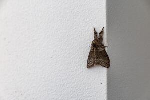 Moth Resting on White Wall photo