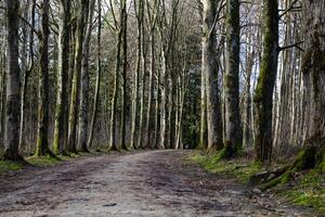 Serene Forest Pathway Lined with Tall Moss-Covered Trees in Early Spring photo