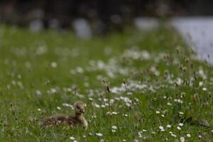 Gosling in Flowered Field photo