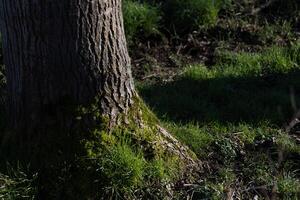 Sunlit Tree Base with Lush Green Moss and Grass in Tranquil Forest photo