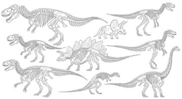 Dinosaur Skeleton Set Fossils Isolated . vector