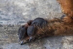 A close up of dog paw with sharp claws resting on rocky surface, showing detailed fur and textured paw pads, conveying strength and natural habitat photo