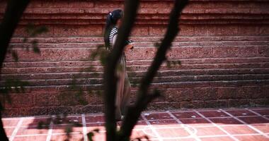 Handheld side view shot, Happy young woman in casual clothes walking exploring and enjoying taking photos at an ancient site, Enjoy holiday travel. video