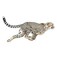 Cheetah Running Full Speed Tan Black Spots White Background vector