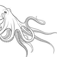 Detailed Line Drawing of an Octopus Tentacles and Head vector