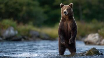 Majestic brown bear stands tall in a clear river amidst lush green foliage in its natural habitat looking forward photo