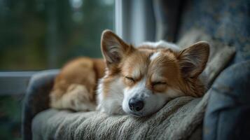 Adorable corgi puppy peacefully sleeping indoors on a comfortable armchair cushion in a cozy tranquil home pet photography photo