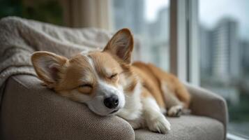 Adorable corgi puppy peacefully sleeps on a comfy chair indoors enjoying a relaxed moment photo