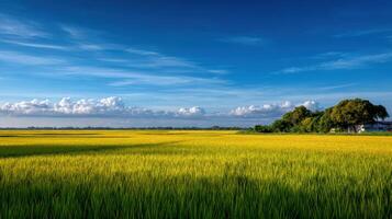 Lush golden rice field under a bright blue sky with clouds a serene agricultural landscape symbolizing harvest season photo