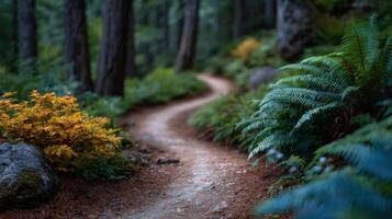Winding forest path amidst vibrant green ferns and trees creates a serene natural landscape for exploration and tranquility photo