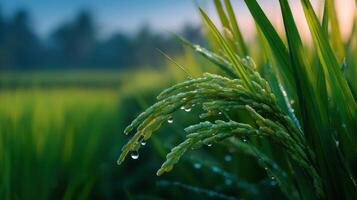 Lush green rice paddy field glistens with morning dew drops in the serene countryside at sunrise photo