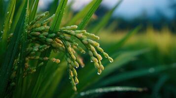 Close up of vibrant green rice paddy plants glistens with morning dew drops at dawn photo