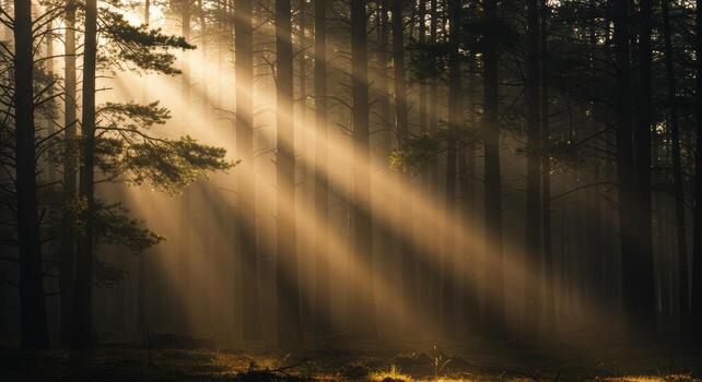 Sunbeams stream through dense woodland creating a tranquil and scenic forest landscape photo