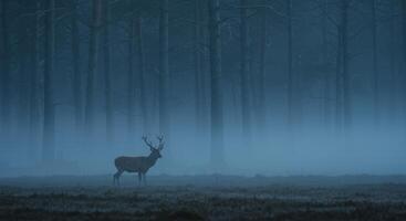 Majestic deer stands in misty forest creating an enchanting wildlife landscape photo