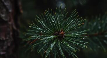 Close up capturing the serene beauty of pine needles with water droplets creating a refreshing natural scene photo