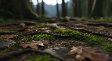 Lush green moss and fallen leaves create a tranquil scene on the forest floor promoting nature and sustainability photo
