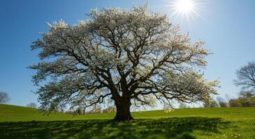 Breathtaking view of a majestic blossoming tree on a lush green hillside bathed in warm sunlight under a clear blue sky photo
