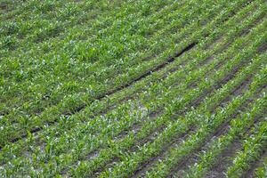 Verdant rows of young corn stretch like melodic staves, whispering tales of Lammas blessings and agrarian dreams photo